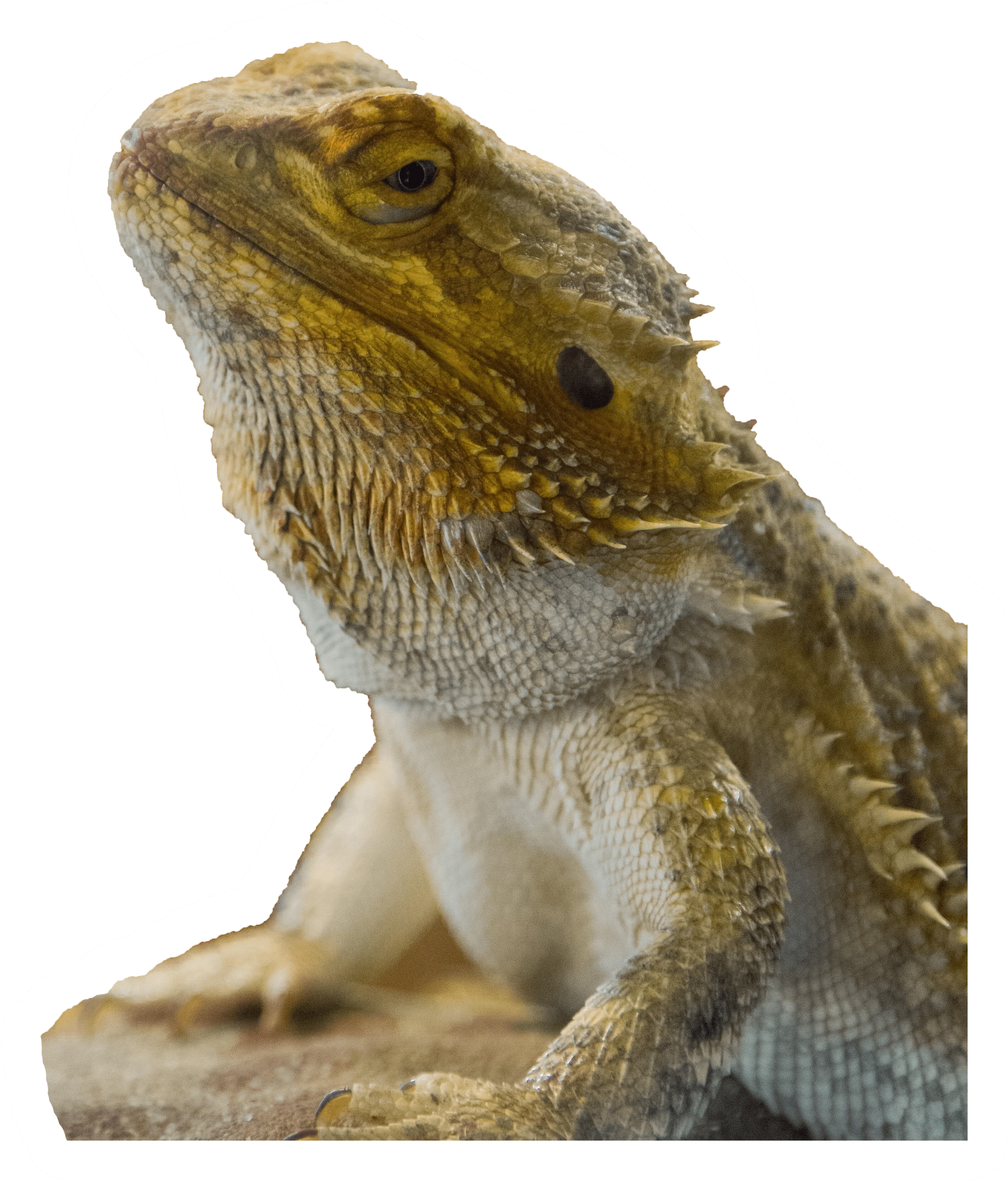 Bearded Dragon looking exceptically at you