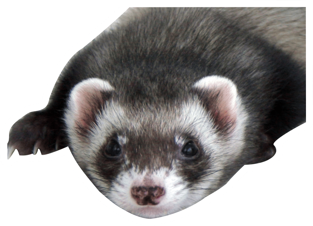 Cute Ferret with white ears