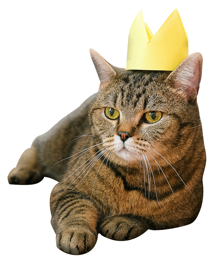 Kitty wearing a paper crown is the king of the house and he knows it