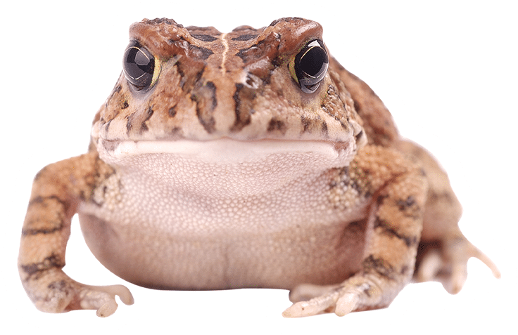 Pet Toad Wondering What's up