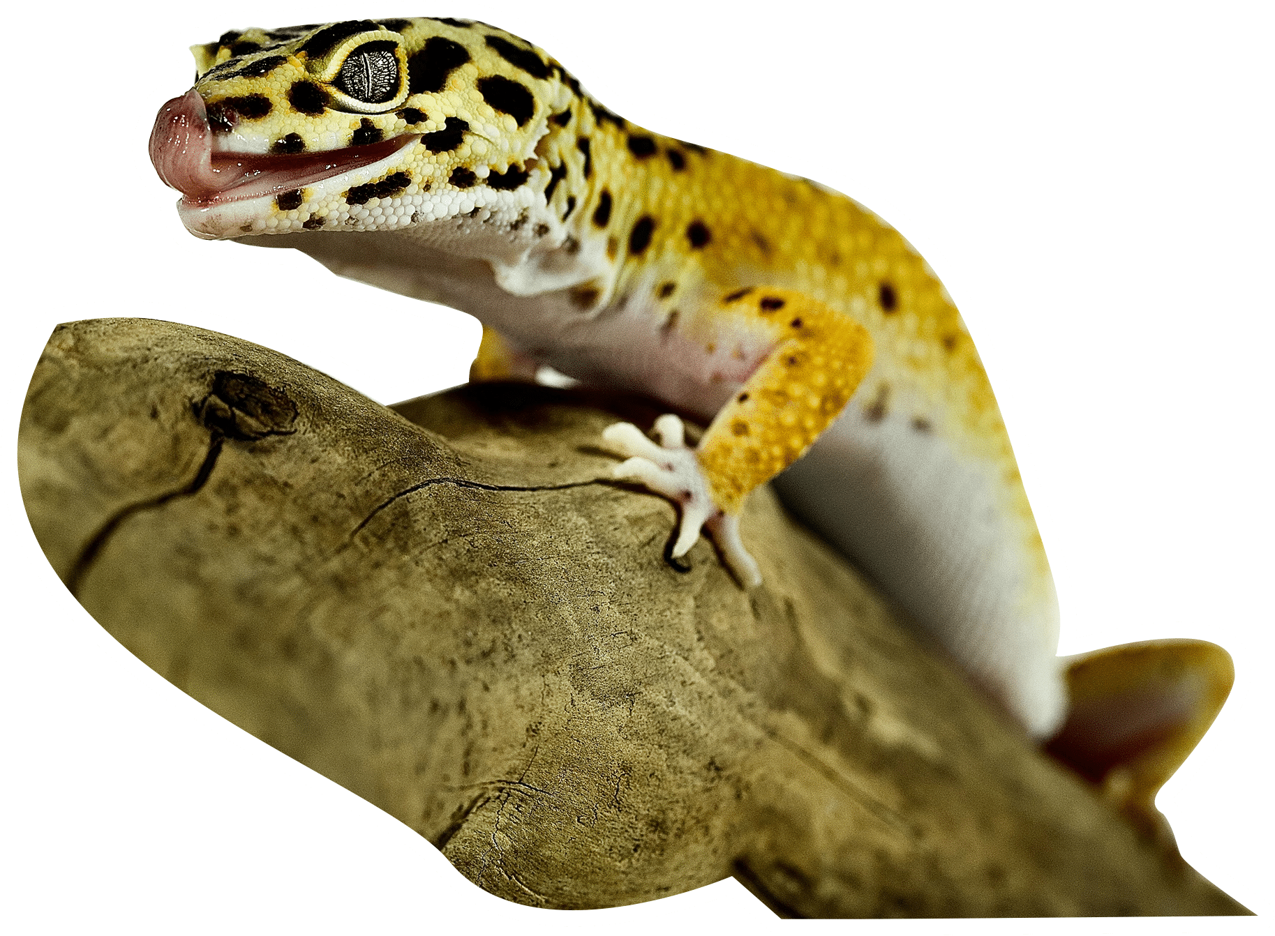Spotty gecko getting ready for a high protein meal