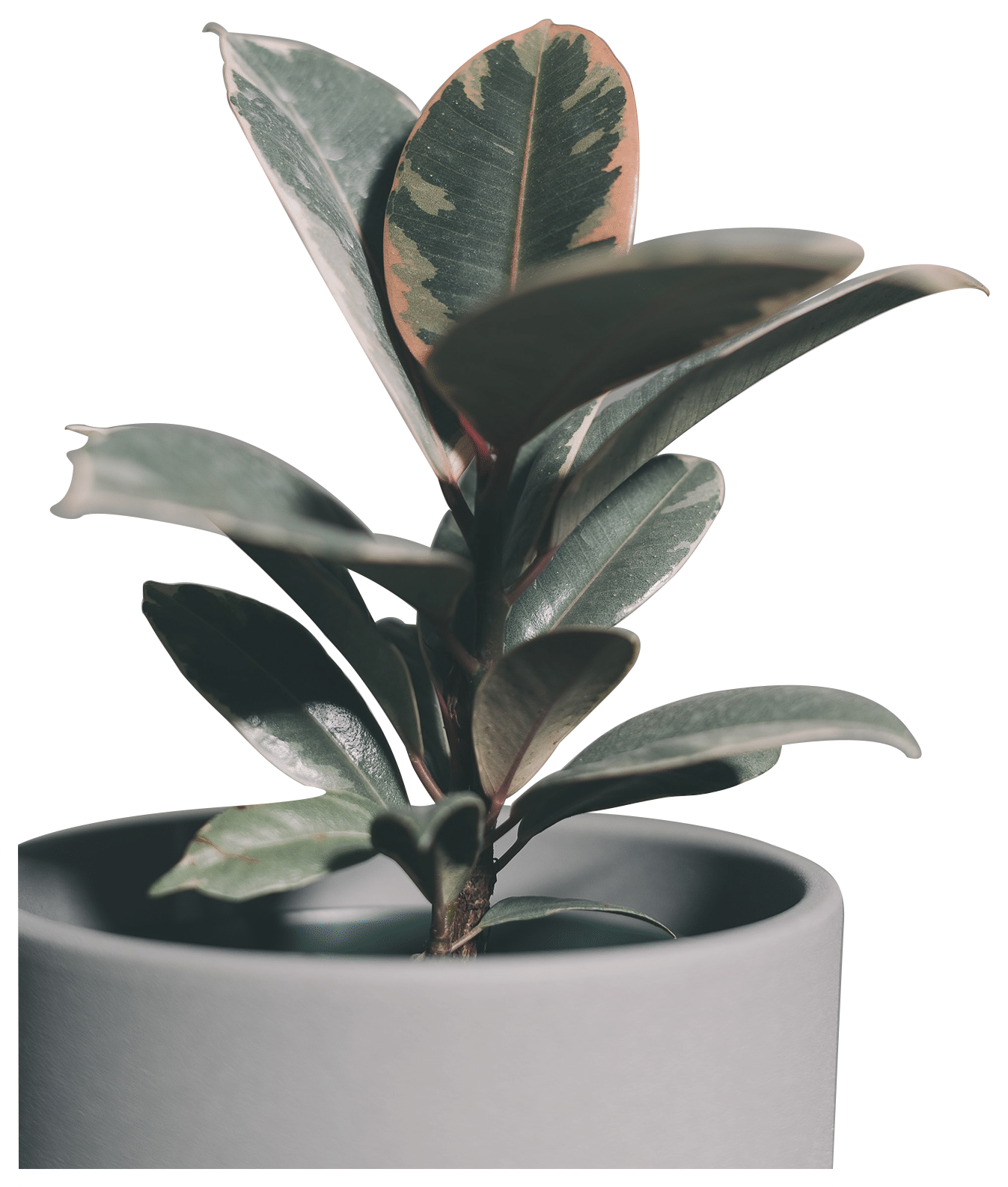 plant looking healthy and fresh