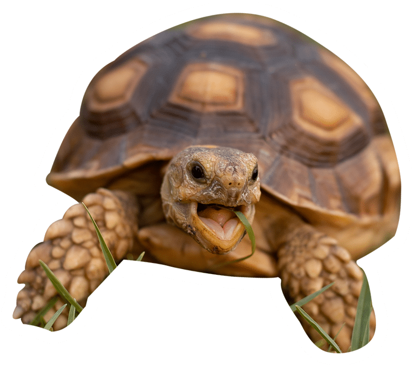 tortoise having grass for lunch